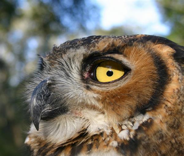 Great Horned Owl